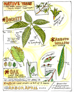 Watercolor sketches of leaves from three California native trees: California buckeye, Arroyo willow, Coast live oak
