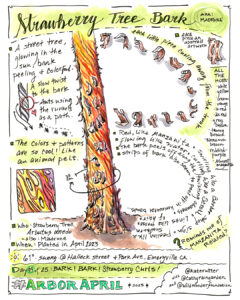 Nature journal visual of the peeling bark of a Strawberry tree.