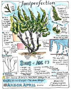 Sketches and writing about a juniper tree.