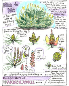 Nature journal entry of Japanese black pine.