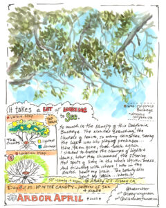 Hand-drawn nature journal page of tree foliage with writing about the experience of sketching a tree canopy.