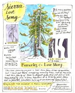 Hand-drawn nature journal entry of two pine trees growing together.