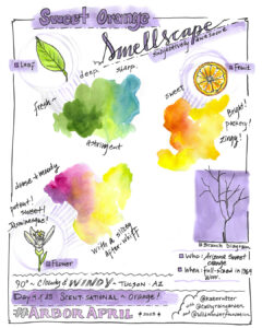 Color interpretations of parts of an orange tree: flower, leaf, fruit.