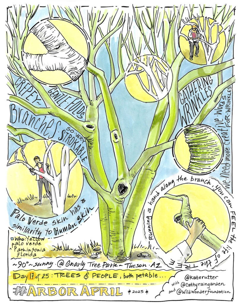 Drawing of a palo verde tree with small callouts showing people interacting with the tree branches.