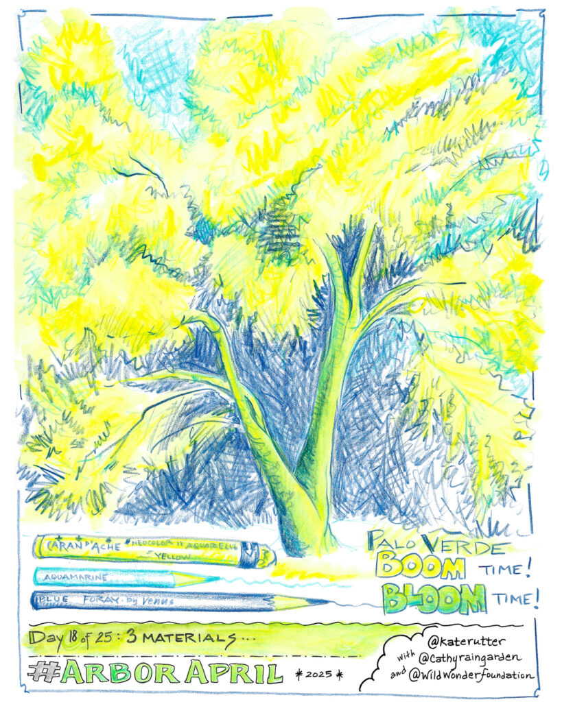Sketch of blue palo verde in bright yellow full bloom