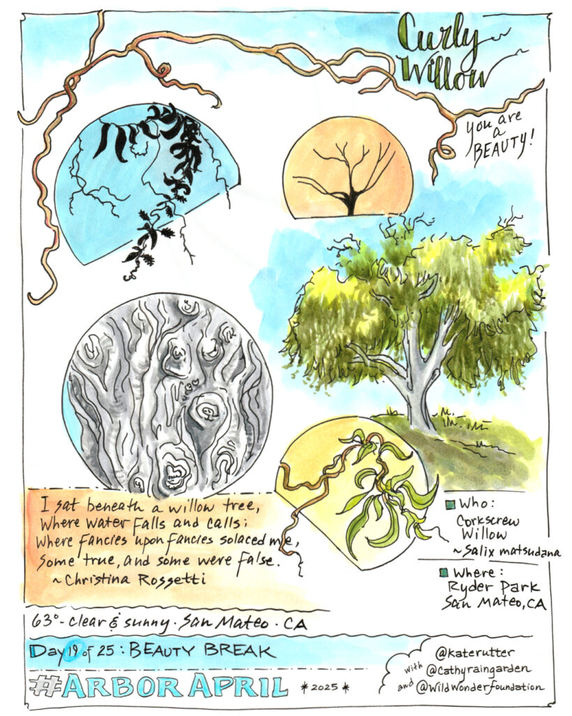 sketched exploration of a curly willow tree.