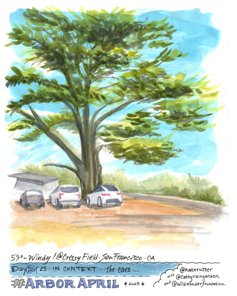 Sketch of a Monterey cypress at Crissy Field, CA