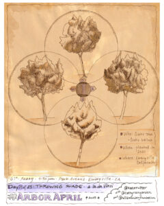 Sketch of 4 views of a young ginko tree.