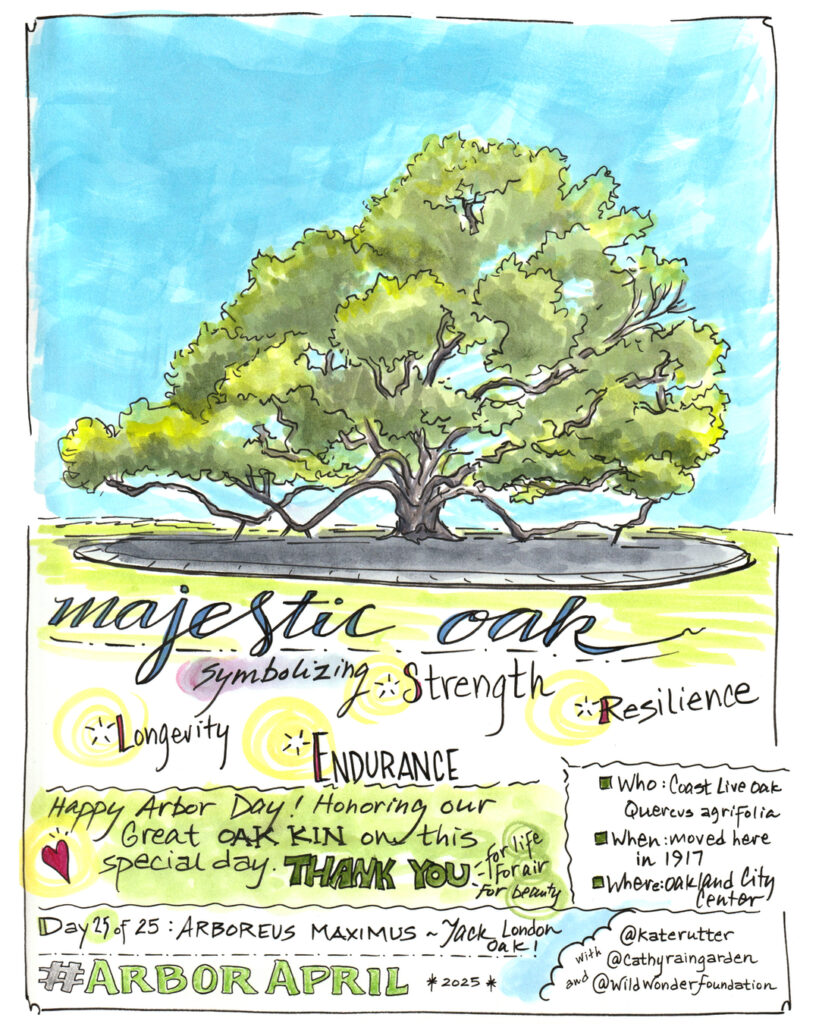 Sketch of the Jack London Oak in Frank H Ogawa Square, downtown Oakland CA