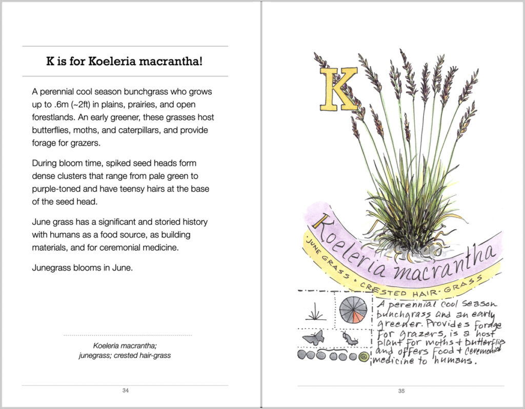 Book spread of letter K in the Botanical Book
